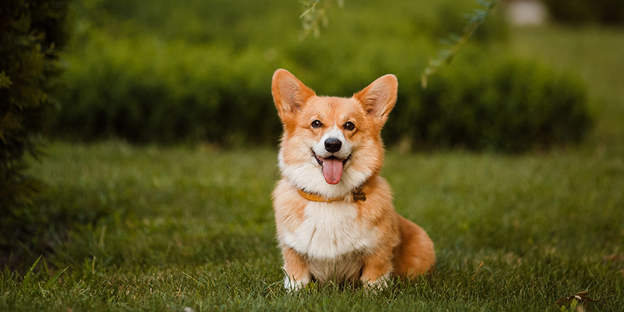 The Most Affectionate Dog Breeds and Their Defining Traits
