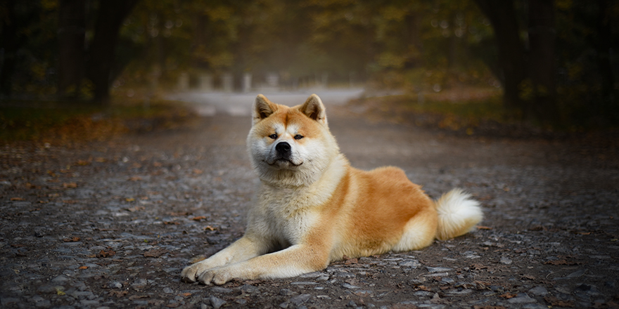 Akita Inu Dog lies on the graund with Autumn trees in the backgroung