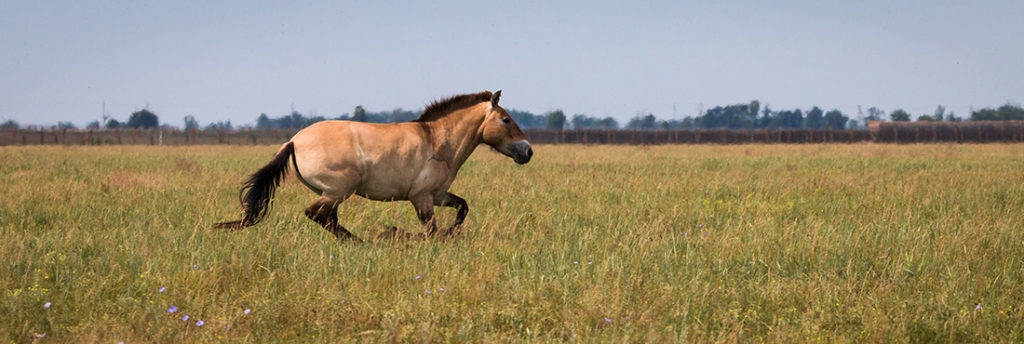 Mongolian Horses - Breed Facts, Info, And Conservation Attempts