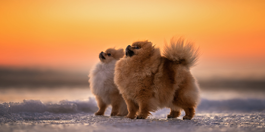 two pomeranian spitz dogs posing outdoors in winter at sunset