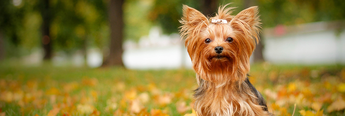 Nourish Your Pet with Our Guide to the Best Dog Food for Yorkies | My ...