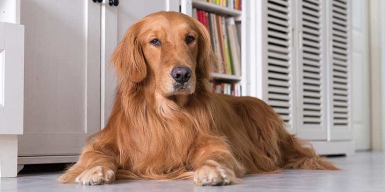 Breed Variations of the Golden Retriever | My Pet Needs That