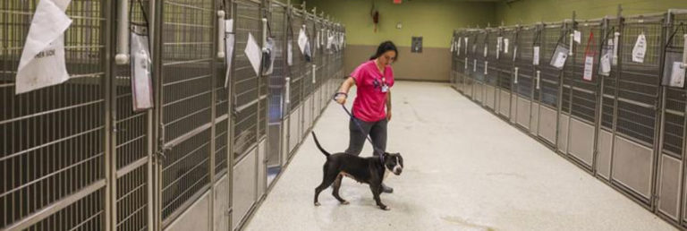 Understaffed Jefferson Animal Shelter Speaks Out About Over-Filled Shelters