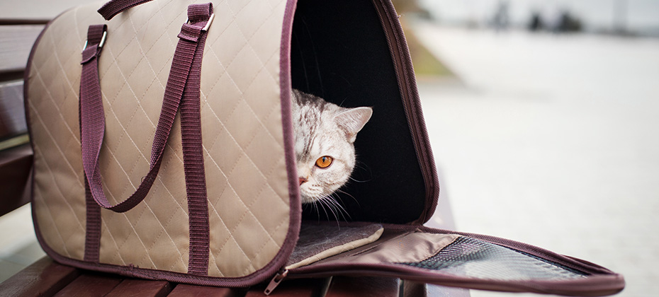 The Best Cat Carrier in 2022 | My Pet Needs That