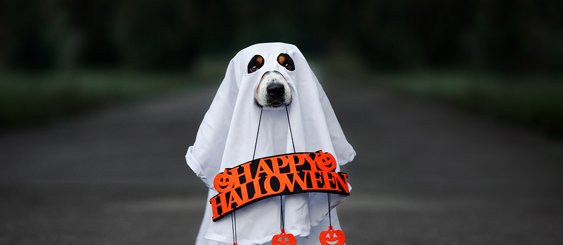 Best-Dog-Halloween-Costumes