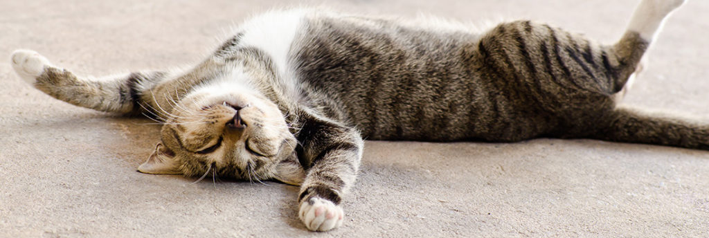 why-is-my-cat-sleeping-more-than-usual-11-reasons