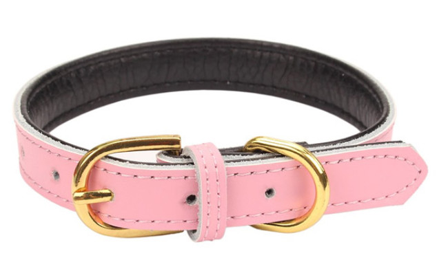 The Best Dog Collars (Review) in 2021 | My Pet Needs That