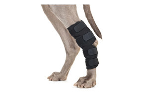 The Best Dog Knee Braces (Review) in 2019 | My Pet Needs That