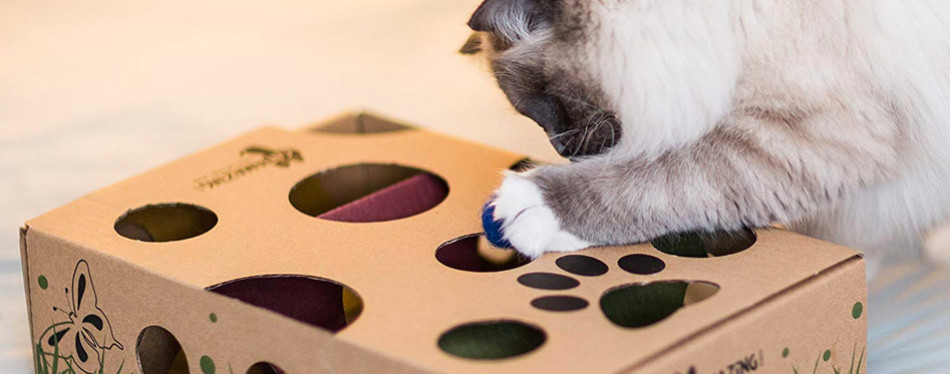 new interactive cat toys