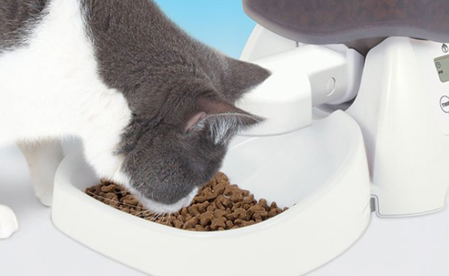 The Best Automatic Cat Feeders Review In 2021 My Pet Needs That