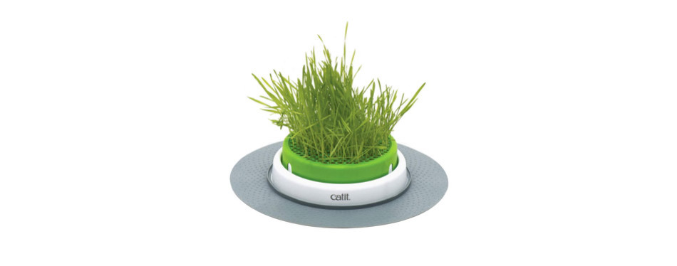 The Best Grass for Cats in 2022 | My Pet Needs That