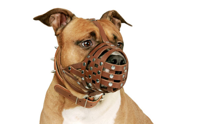 dog muzzle petco