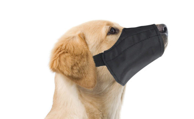 dog muzzles petbarn