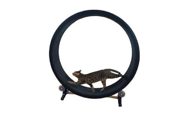 best cat exercise wheel