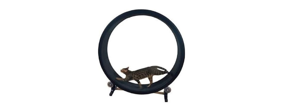 best cat exercise wheel