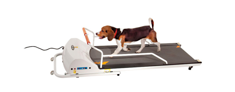 The Best Dog Treadmills (Review) in 2021 | My Pet Needs That