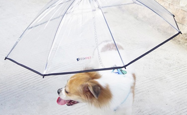 puppy umbrella