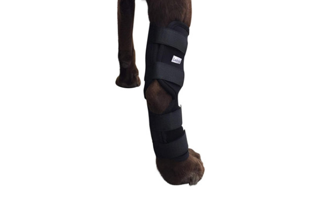 The Best Dog Knee Braces (Review) in 2021 | My Pet Needs That