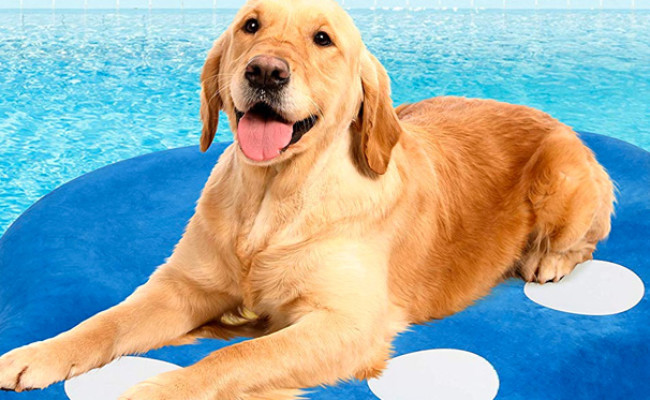 The Best Dog Floats For Pool (Review) in 2020 | My Pet Needs That