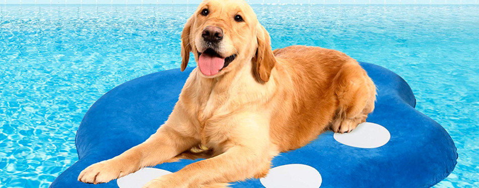 dog floaties amazon