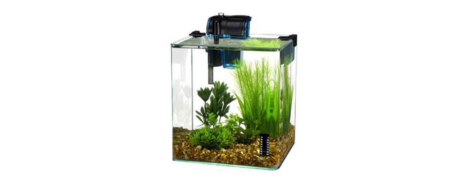 The Best Betta Fish Tanks in 2022 | My Pet Needs That