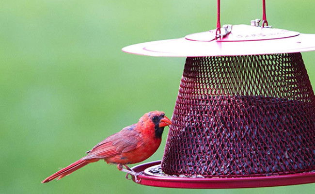 perky pet cardinal bird feeder parts