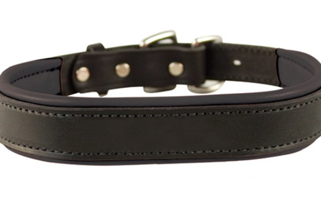 best padded dog collar