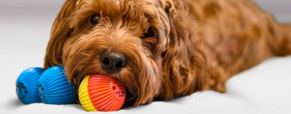 The Best Toys For Blind Dogs In 2022 | My Pet Needs That