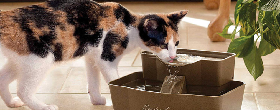 The Best Cat Water Fountains (Review) in 2022 | My Pet Needs That