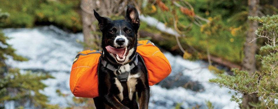 best backpack for dogs to wear