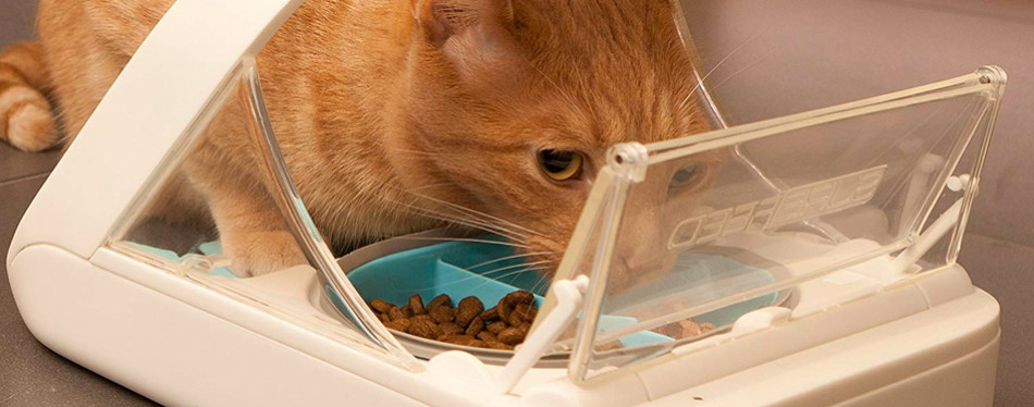 automatic microchip cat feeder