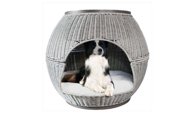 The Best Igloo Dog Houses in 2022 | My Pet Needs That