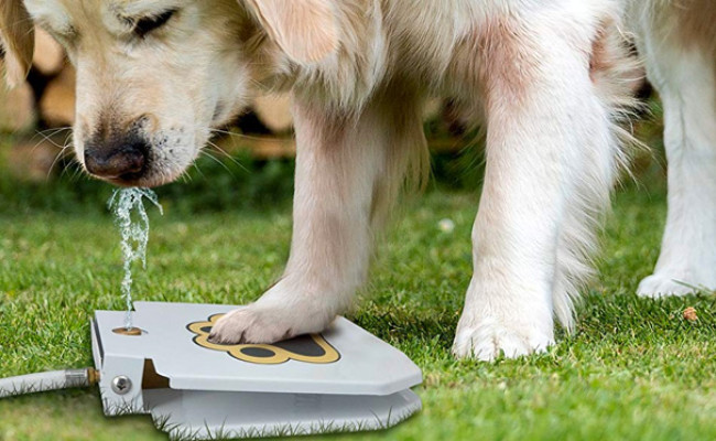 outside dog water fountain