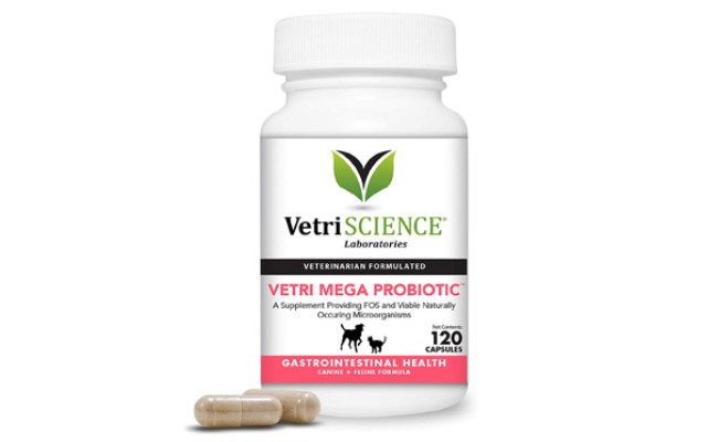 The Best Probiotics for Dogs in 2022 | My Pet Needs That