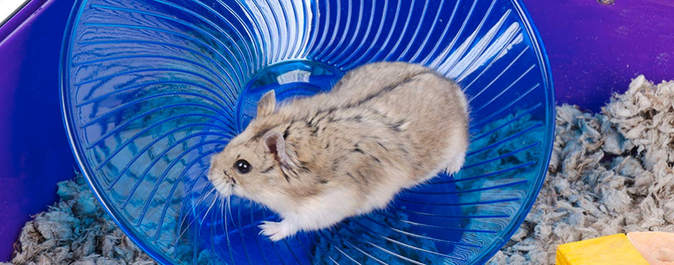 toy hamster with wheels