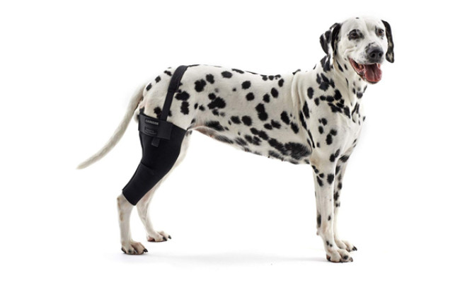 The Best Dog Knee Braces (Review) in 2021 | My Pet Needs That